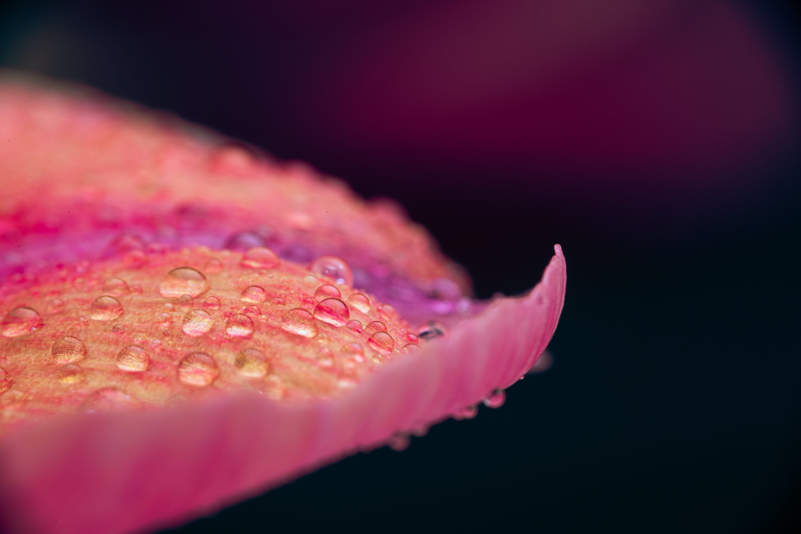 露に濡れたピンクの花